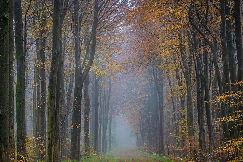 Fontmell Woods jpg - Beautiful Dorset.