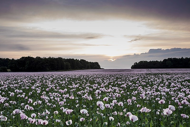 Opium poppies 2 - Beautiful Dorset.