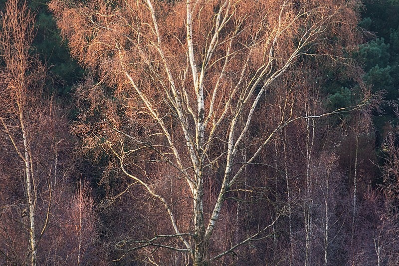 Wareham Forest 2 - Beautiful Dorset.