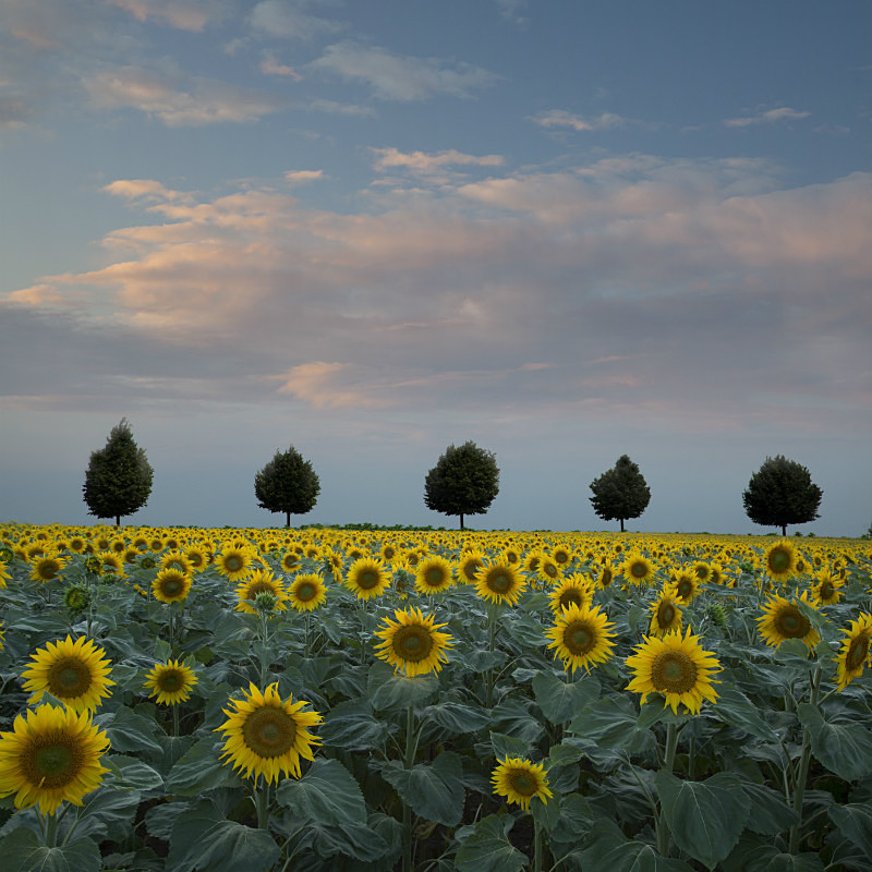 Sunflowers with line of trees - European Landscape
