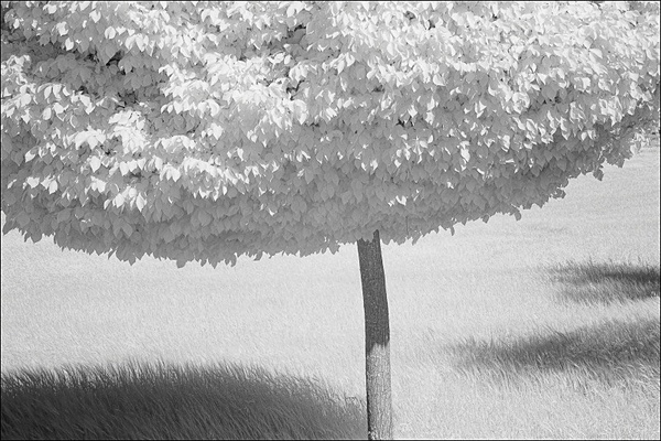 Lime Tree. - Monochrome Landscape Europe