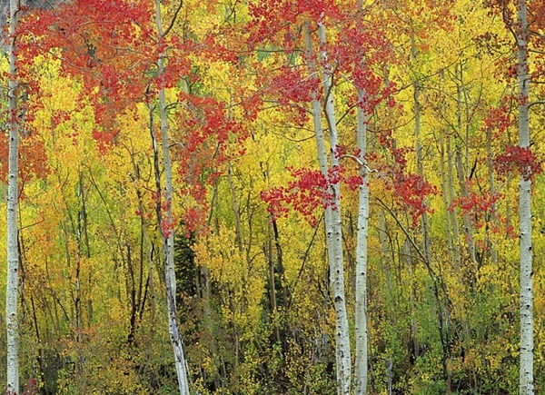 Aspens, Colorado. - American Landscape