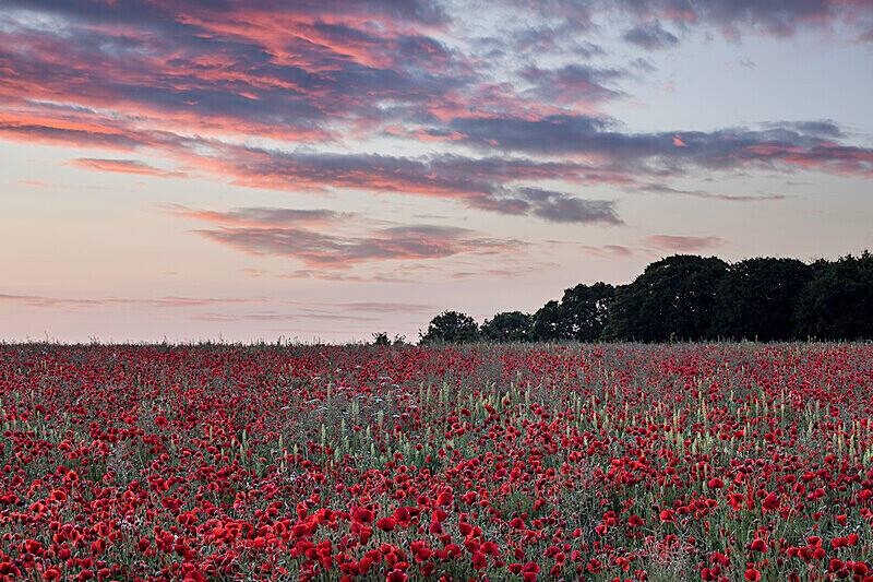 Field of Poppies - Beautiful Dorset.