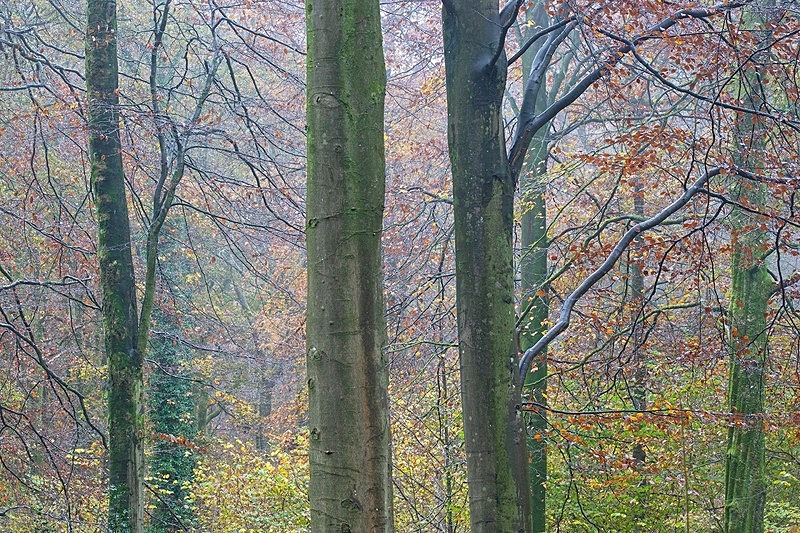 Fontwell Woods in rain - Beautiful Dorset.