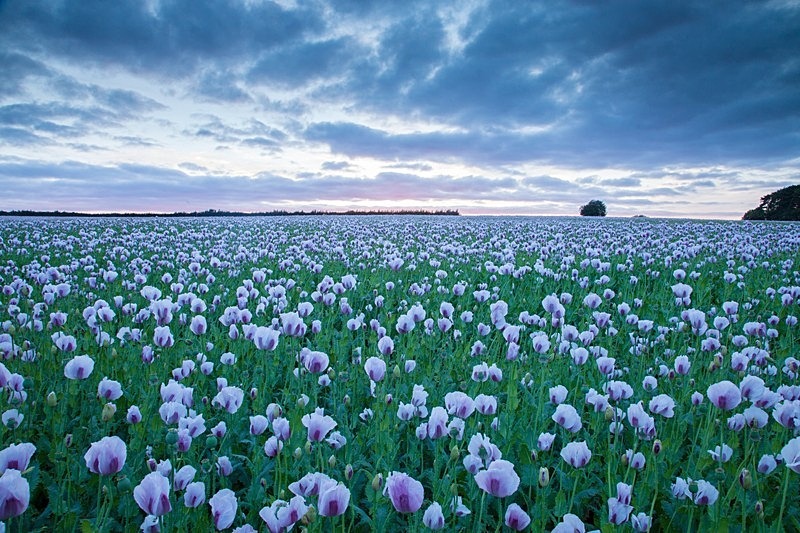 Opium Poppies 1 - Beautiful Dorset.