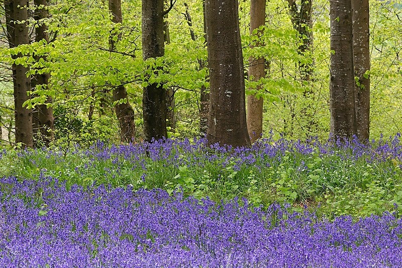 Delcombe Woods 2 - Beautiful Dorset.