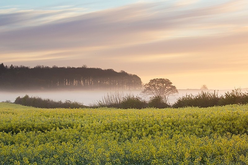 Field of Rape Drax Estate - Beautiful Dorset.