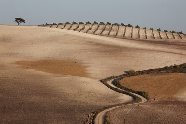 Track to olive grove, Seville. - European Landscape