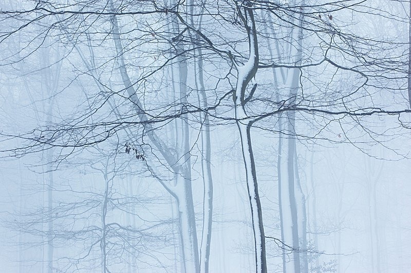 Fontmell woods in snow - Beautiful Dorset.