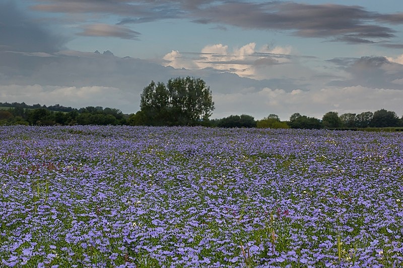 Field of Flax - Beautiful Dorset.