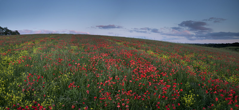  - Panoramic Landscape