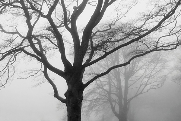Trees in mist. - Monochrome Landscape Europe