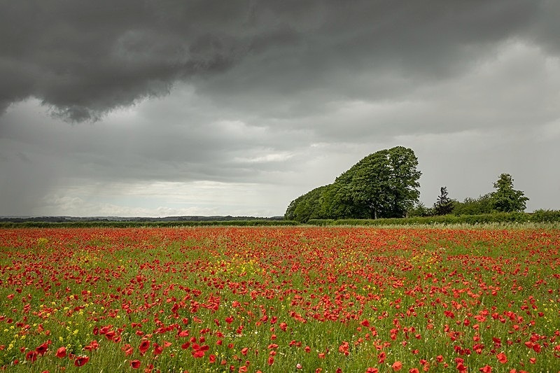 Poppies Gaunts Common - Beautiful Dorset.