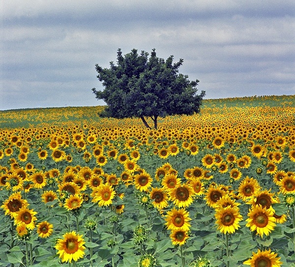Tree and sunflowers. - European Landscape