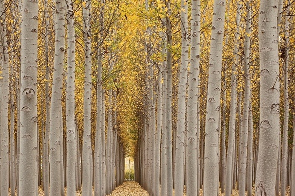 Poplars, Granada. - European Landscape