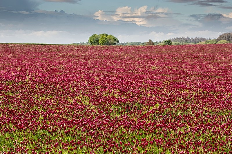 Red Clover Almer  - Beautiful Dorset.