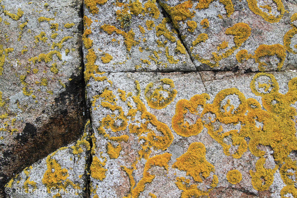 Carna Granite & Lichen - Detail