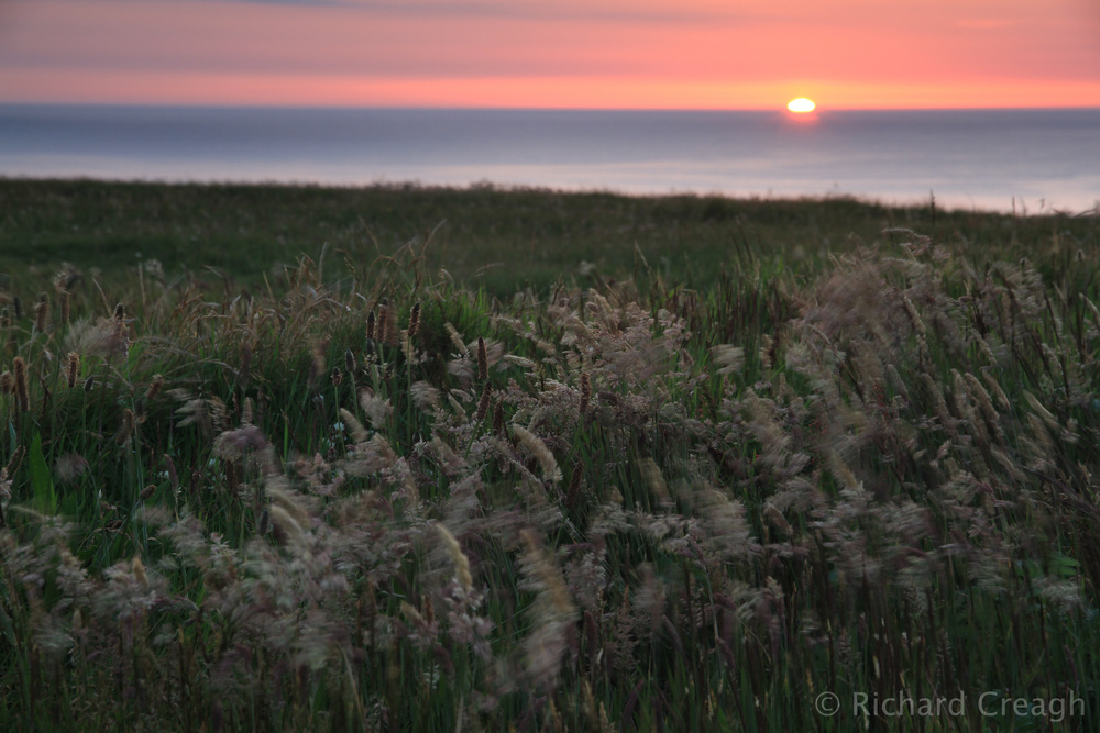 Sunset, Grasses - Detail