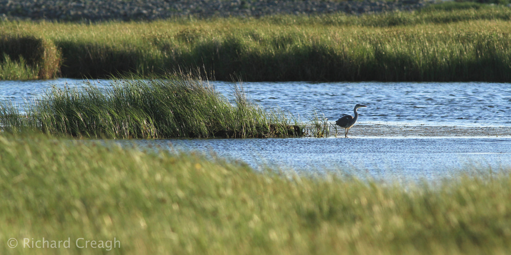 Grey Heron - Wild