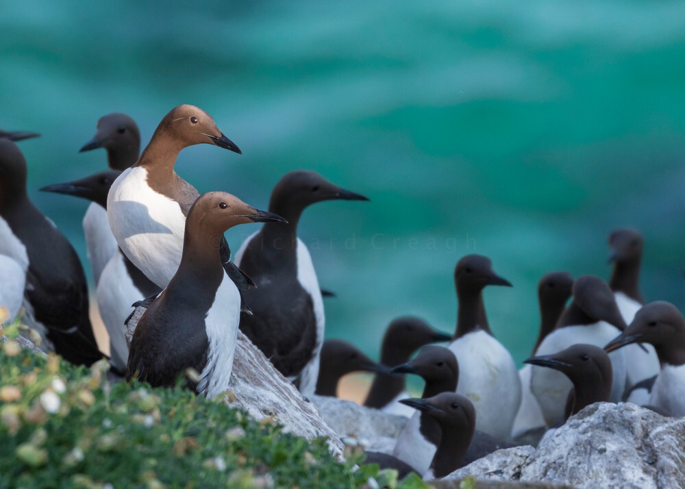 Guillemots - Wild