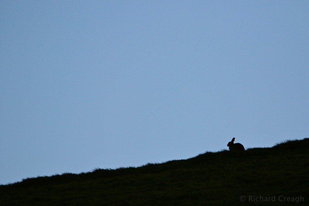 Hare at Dusk - Wild