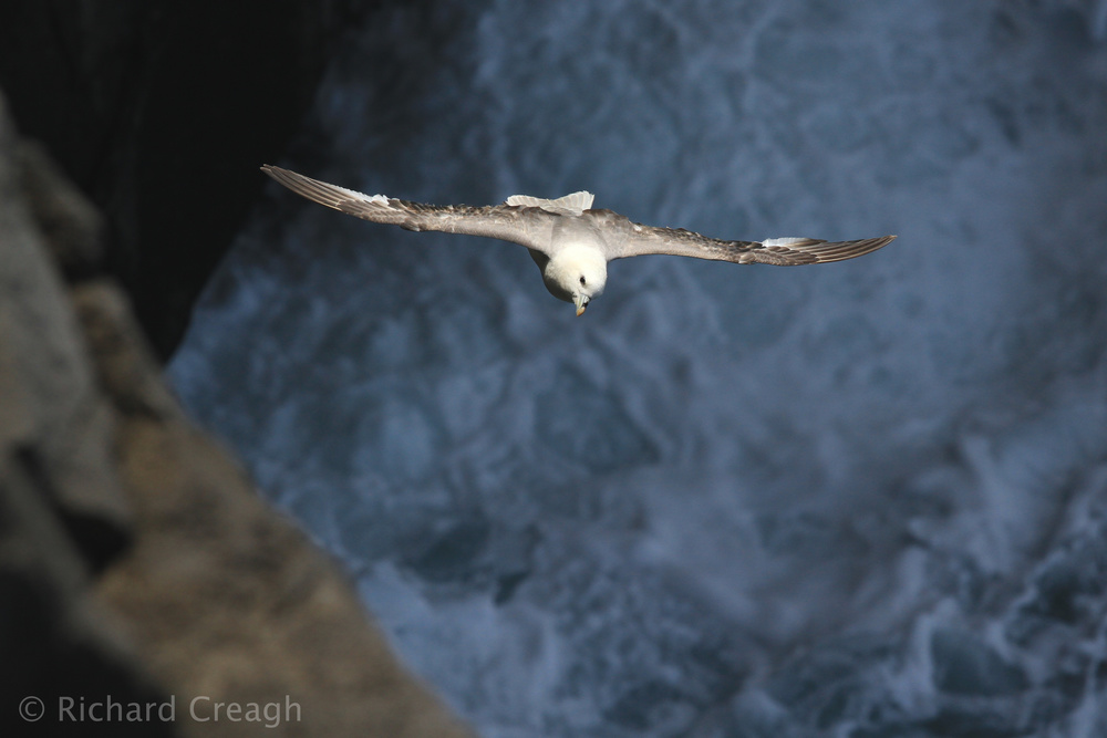 Fulmar - Wild