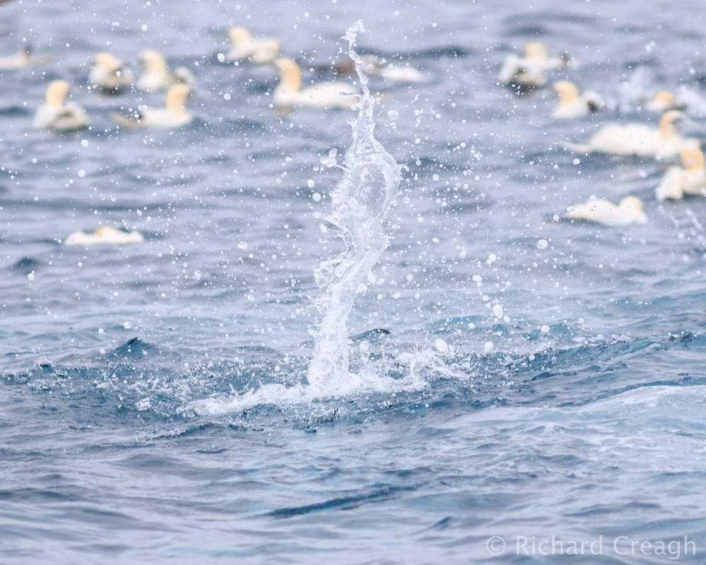 Gannet's Cast - Detail