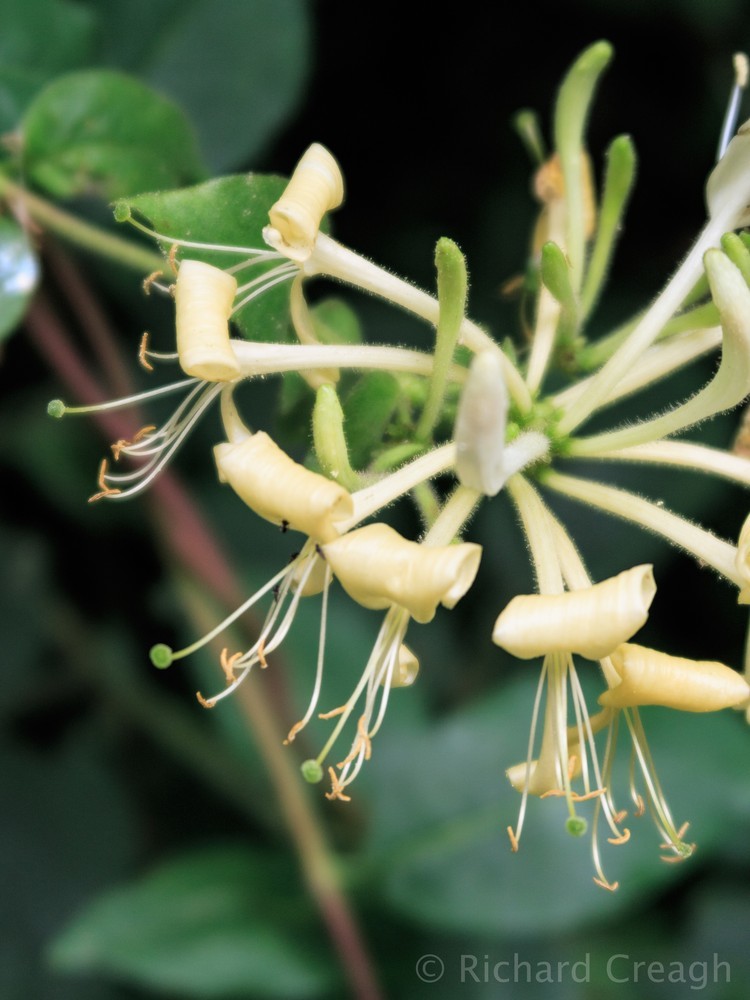 Honeysuckle - Wild