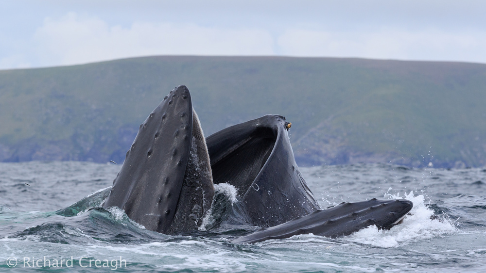 Double Humpbacks - Wild