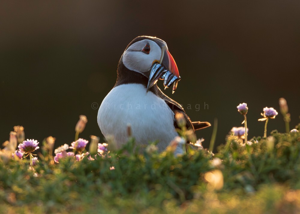 Atlantic Puffin - Wild