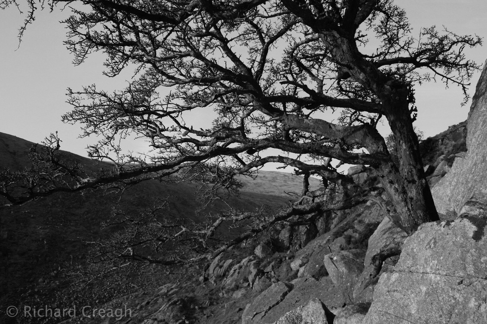 Hawthorn - Wild