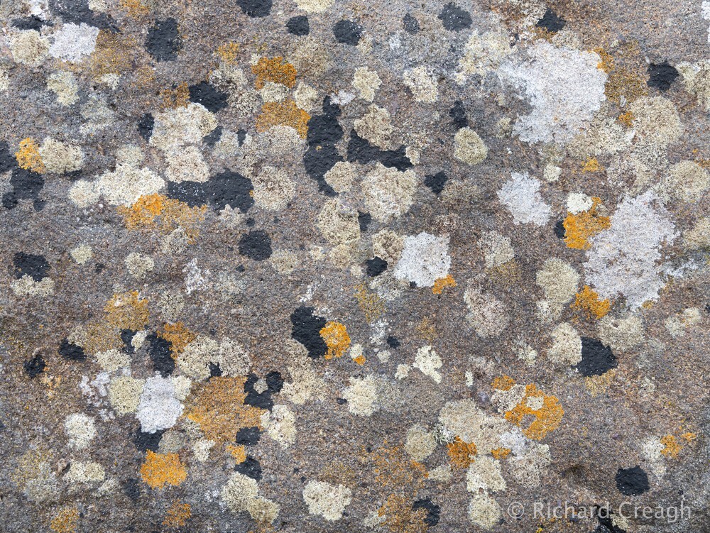 Lichen Palette - Detail