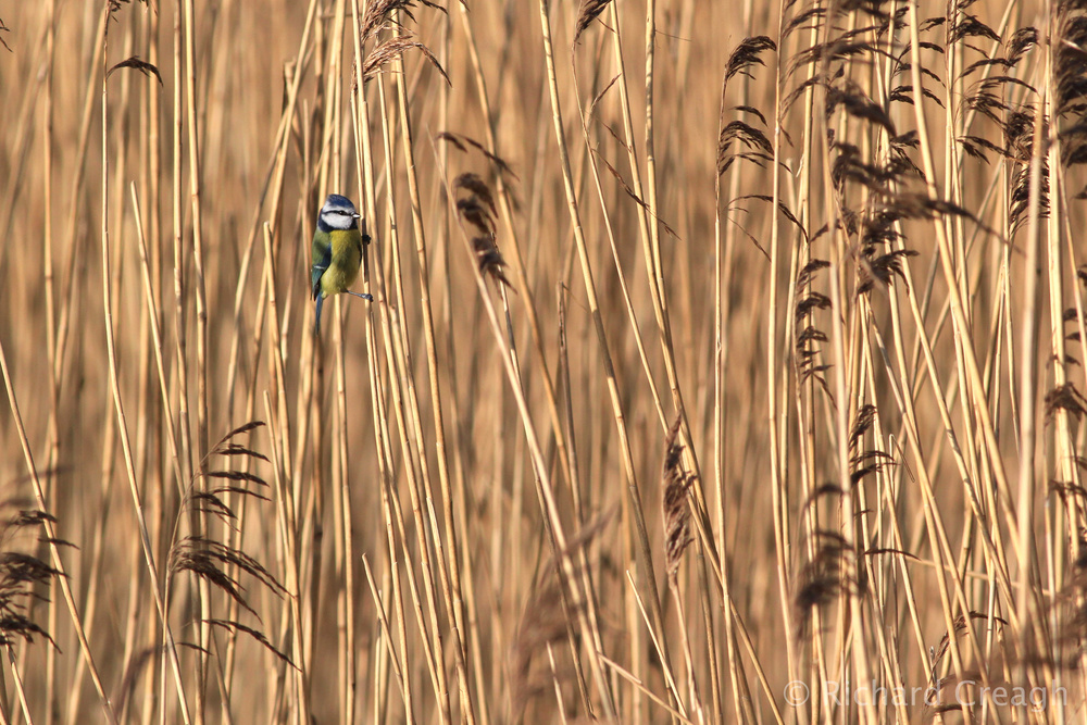 Blue Tit - Wild