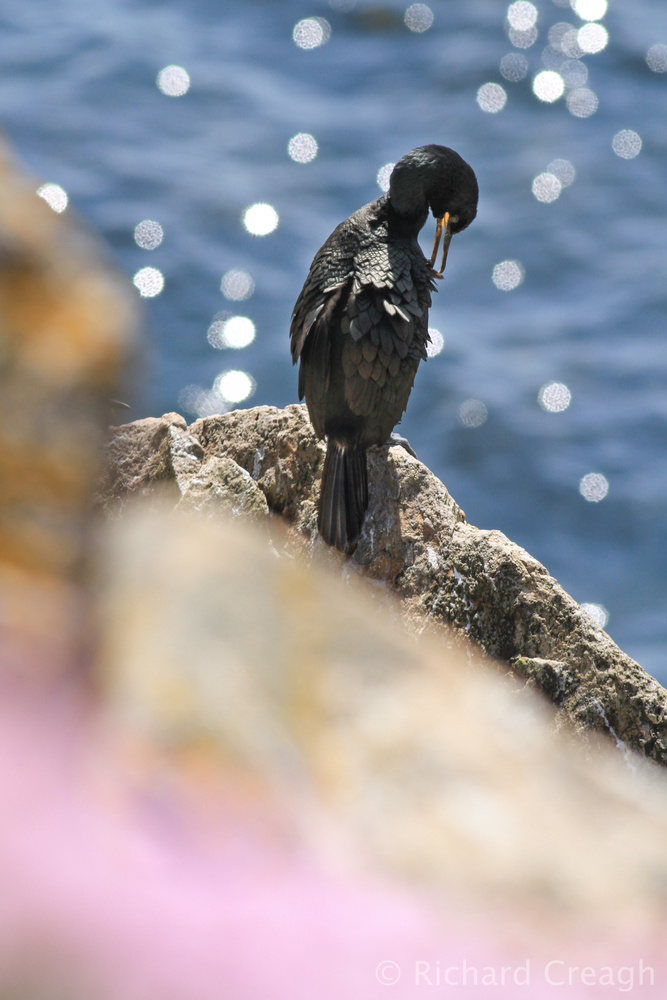 Preening Shag - Wild