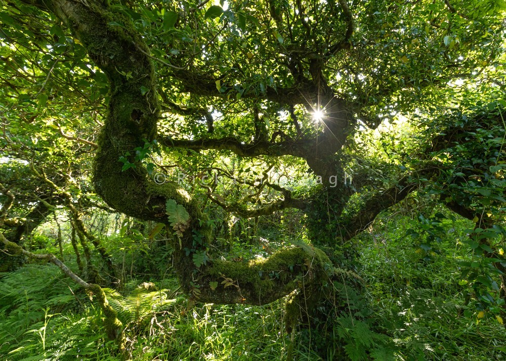 Magic Oak - Wild