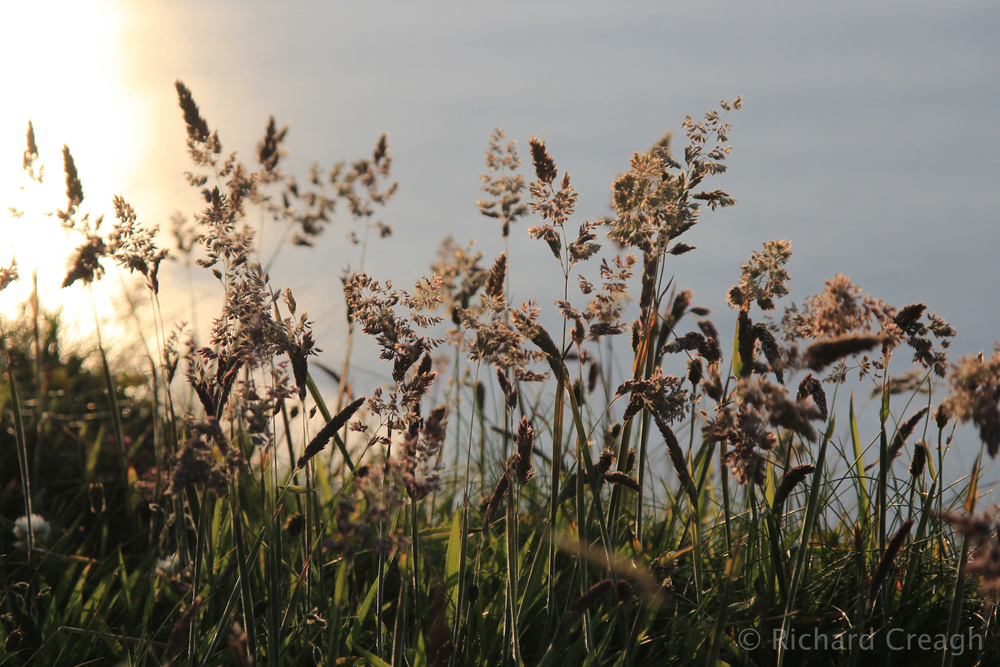 Summer Grasses - Wild