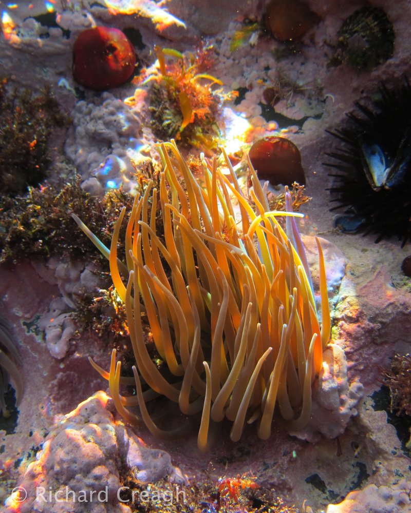 Snakelocks Anemone - Wild