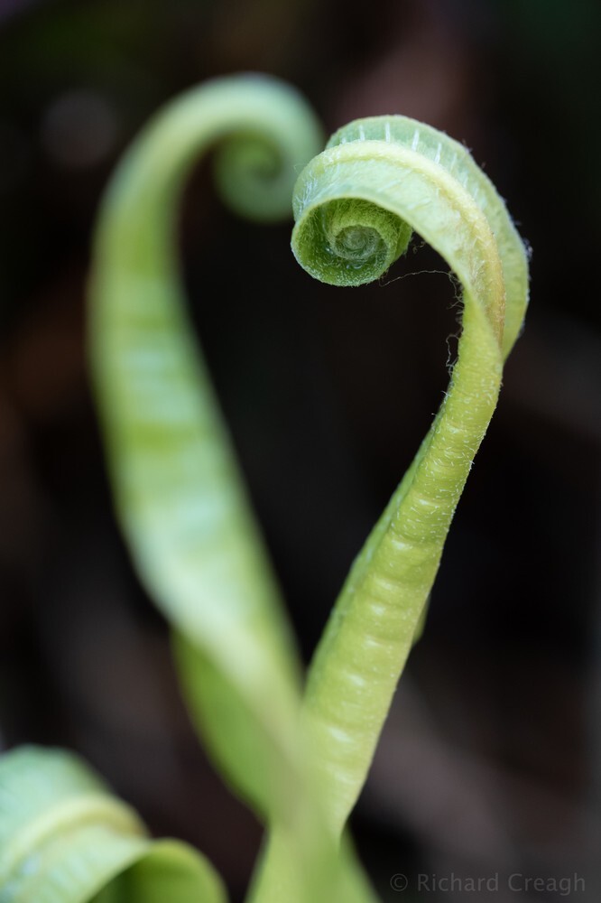 Hart's Tongue Heart - Wild