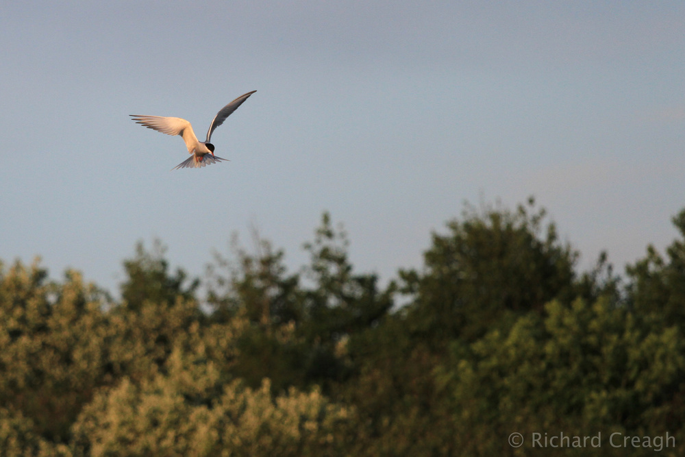 Corrib Tern - Wild