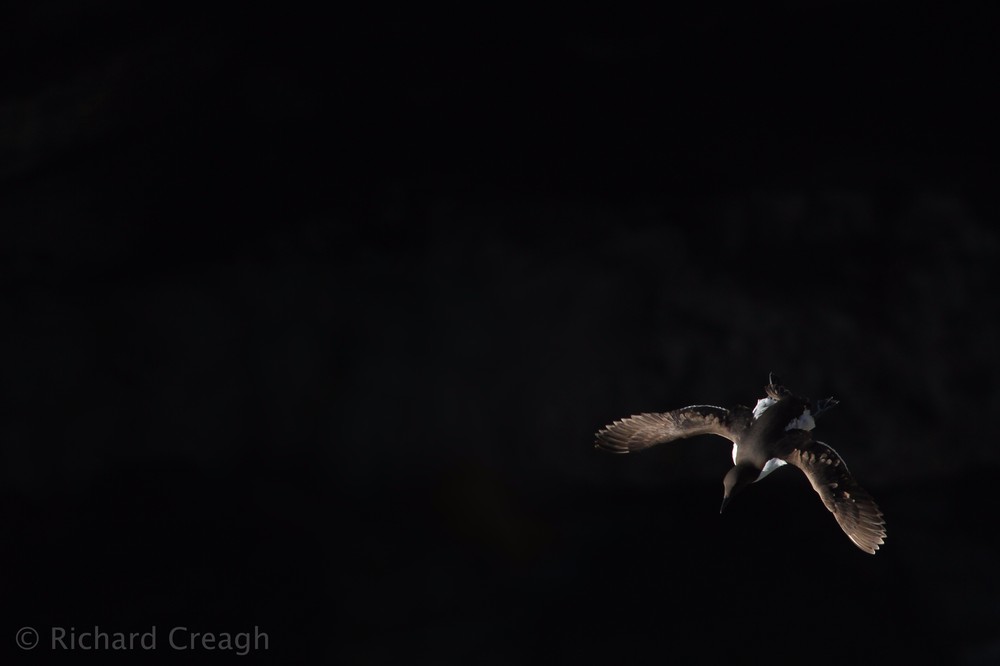 Guillemot on Black - Wild