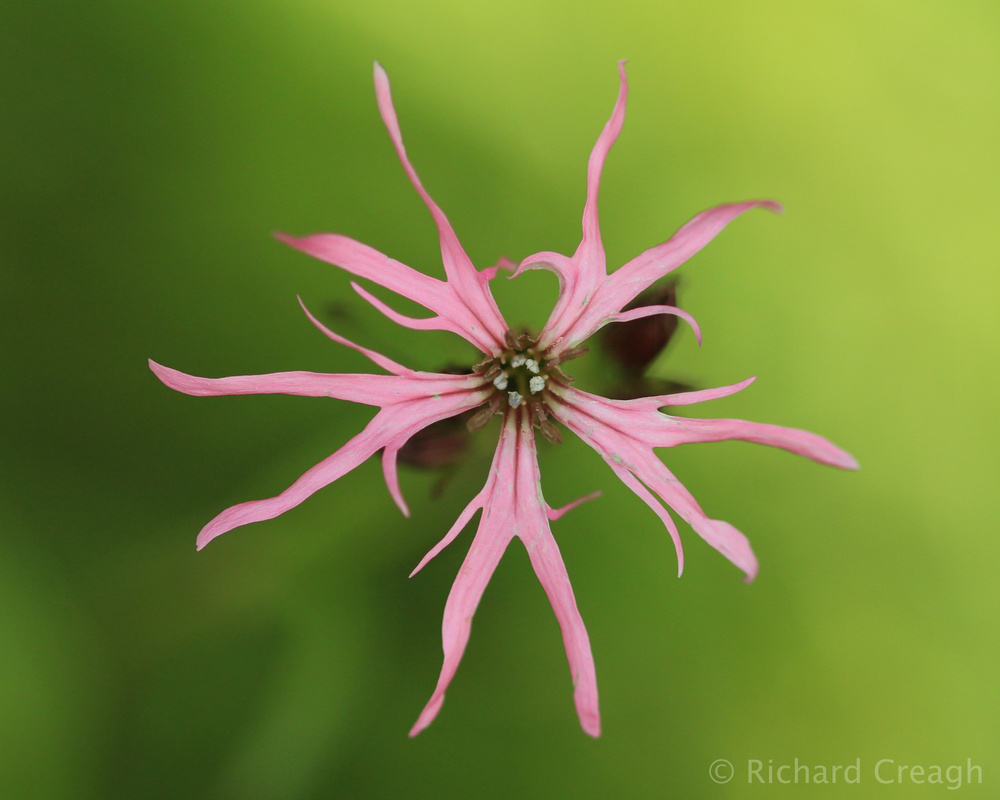 Ragged Robin - Wild