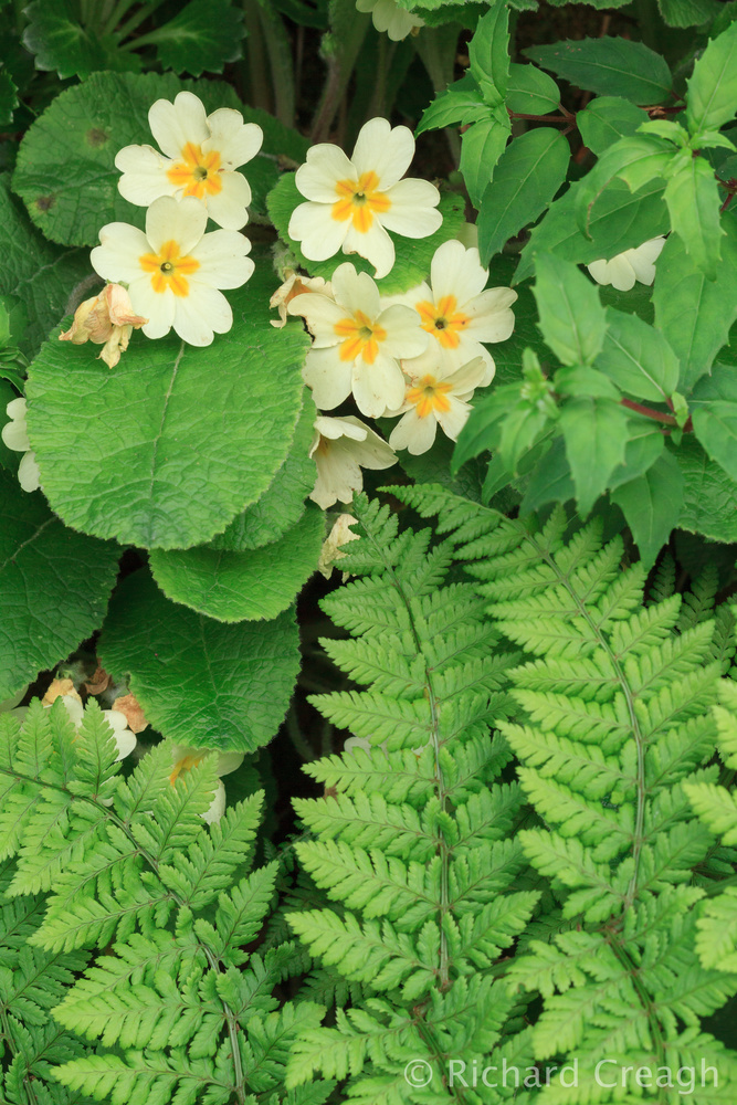 May Bouquet - Wild