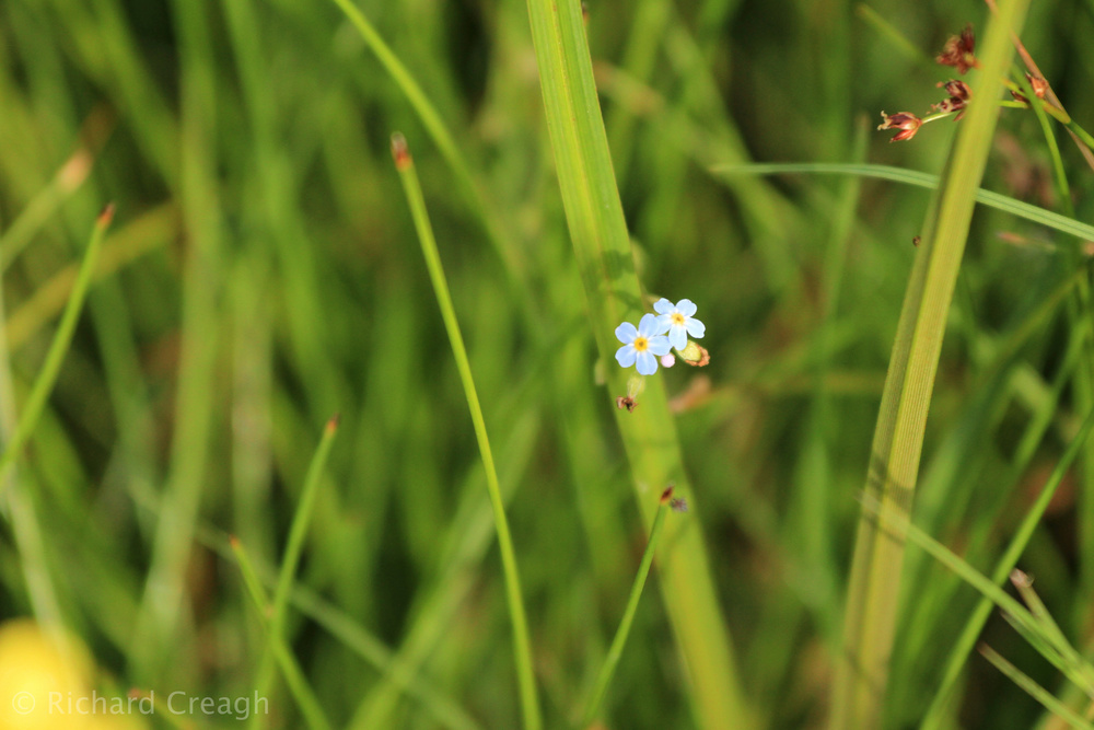 Water Forget-Me-Not - Wild