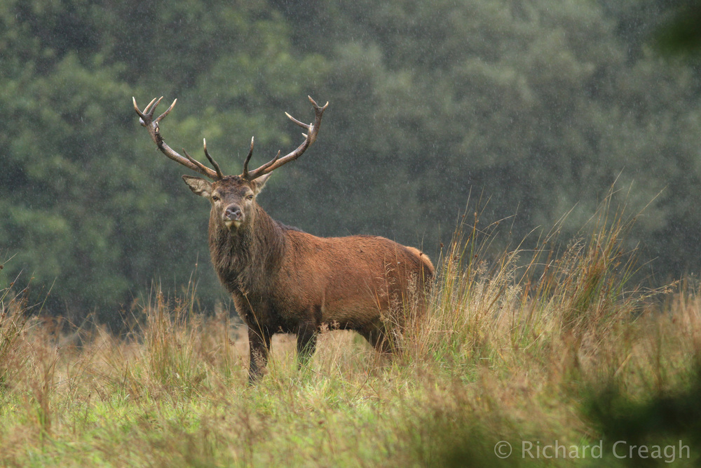 Stag in the Rain - Wild
