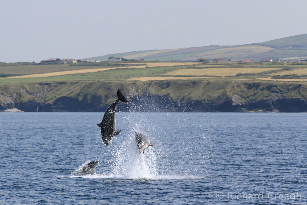 Bottlenose Explosion - Wild