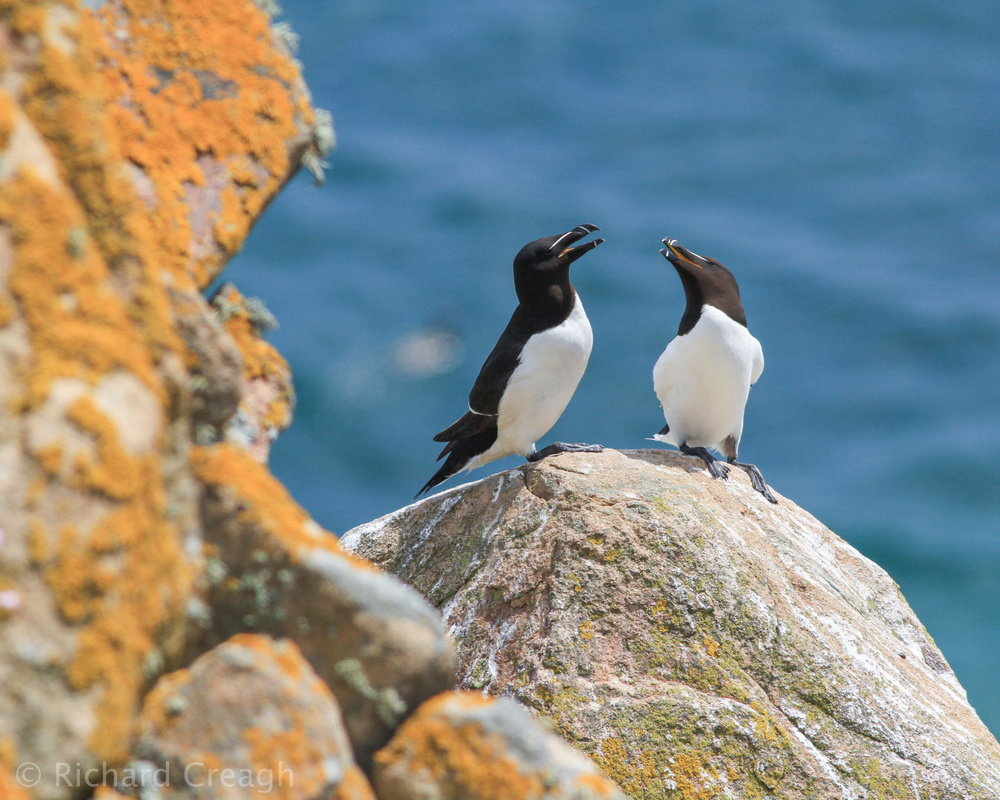 Razorbill Chat - Wild