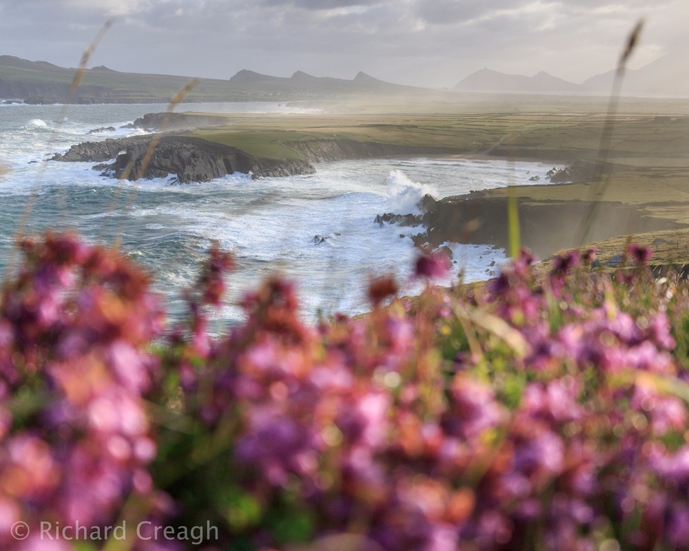 Morning Heather - Ireland