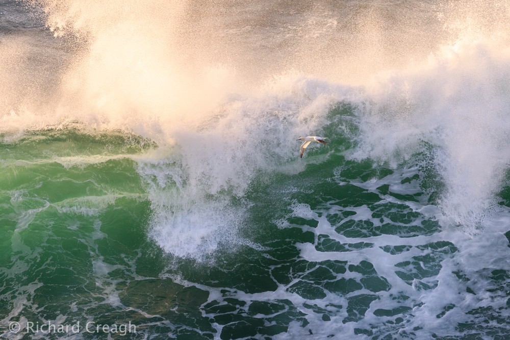 Gannet & Wave - Wild