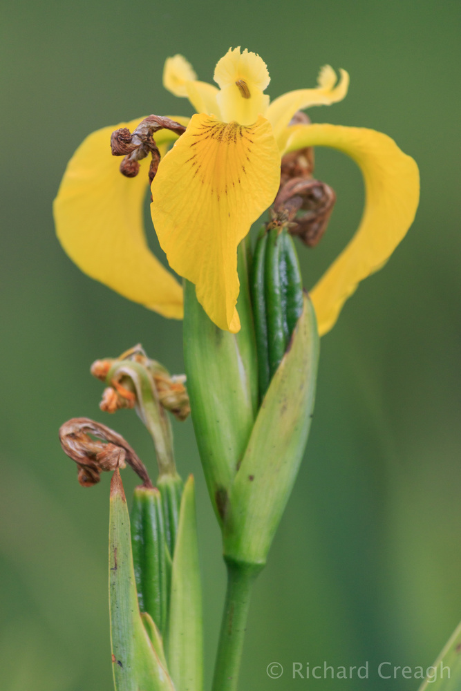 Yellow Flag Iris - Wild