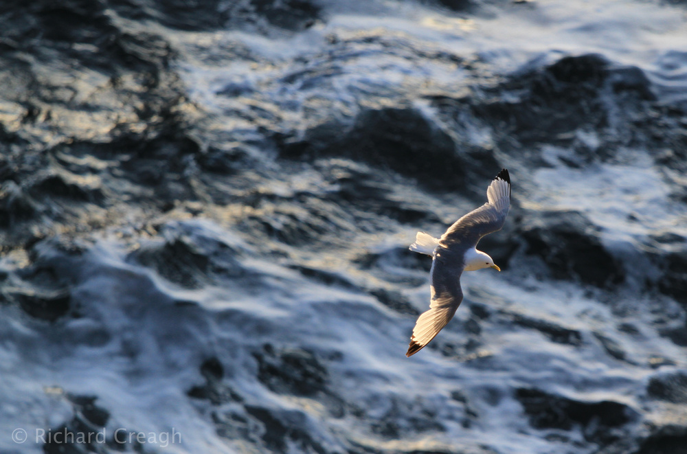Kittiwake - Wild